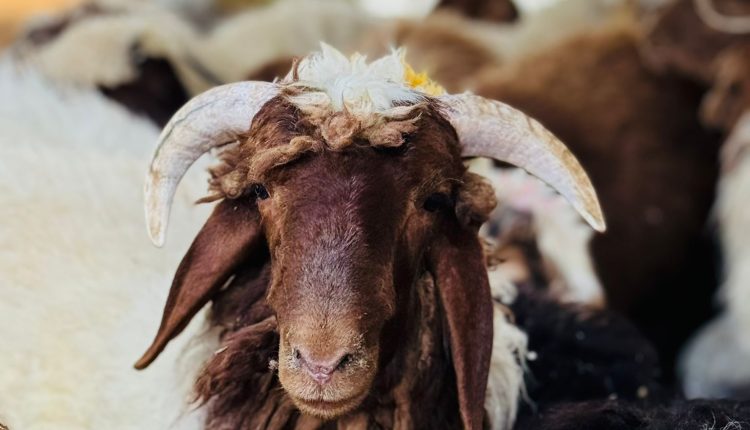 جزار الرياض