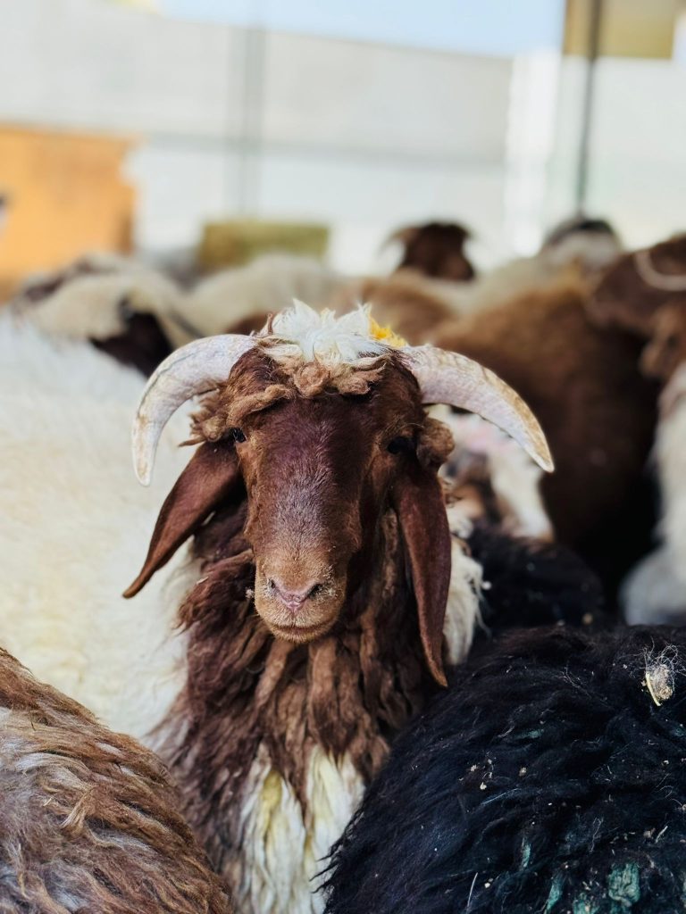 لحوم الرياض